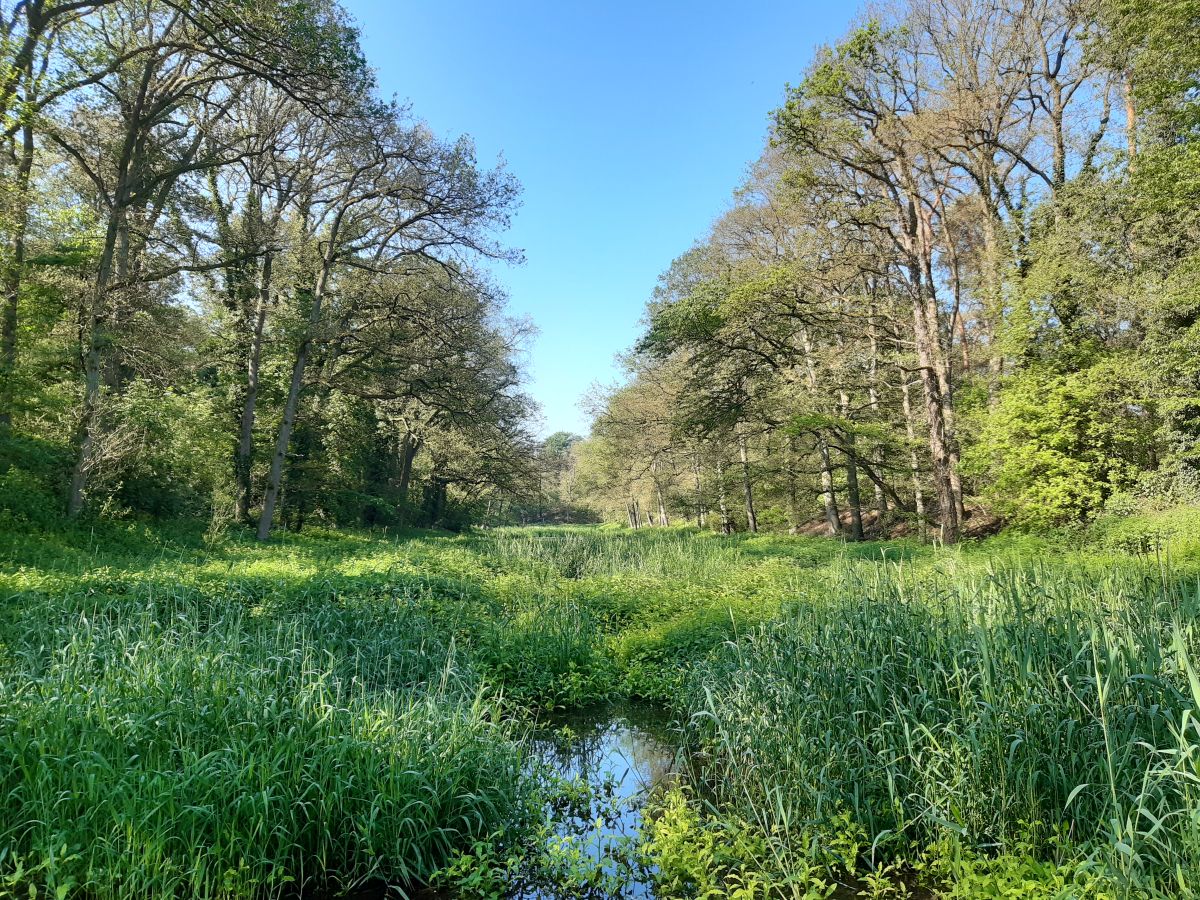 Afbeelding